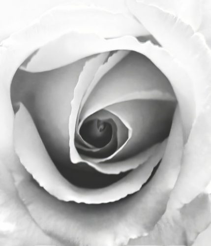 Rose in Grey
