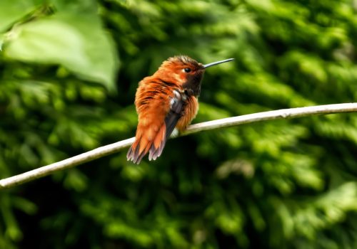 Rusty Hummingbird
