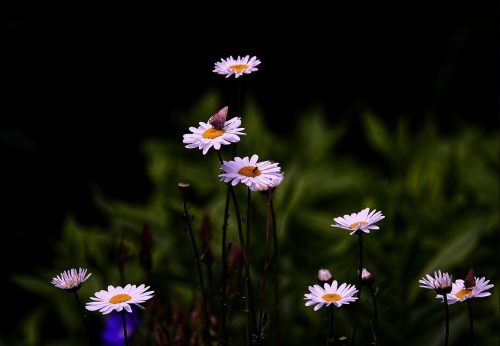 Butterfly on the Daisies