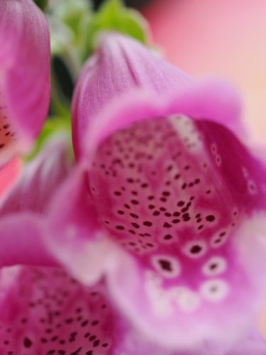Macro of Digitalis Flower