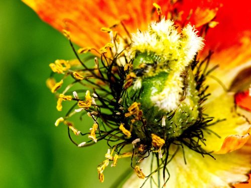 Macro of Stamens