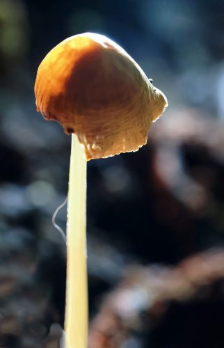 Mushroom