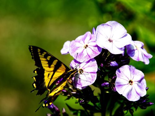 Butterfly on Phlox