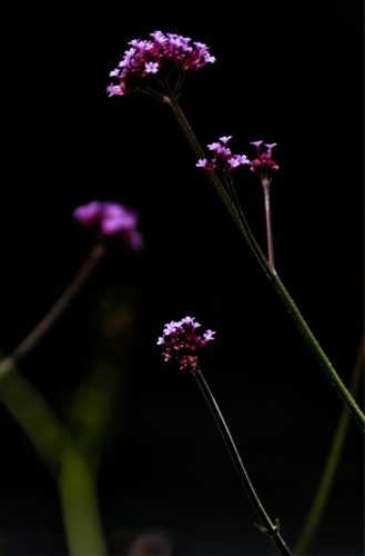Verbena
