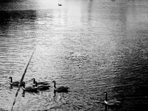 Evening Geese