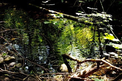 Forest Pond Reflections