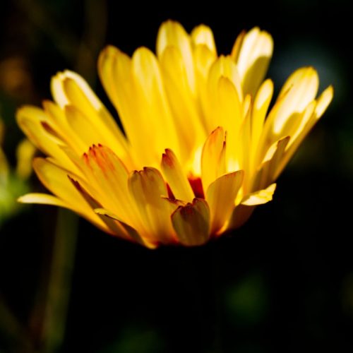 Callendula Backlit