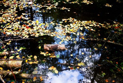 Pond & Floating Leaves