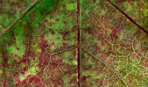 Macro Leaf