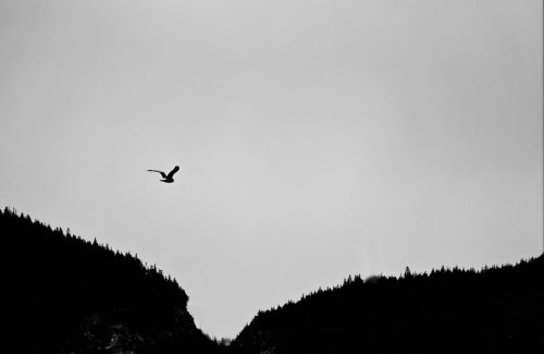 Evening Seagull