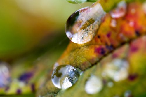 Raindrops Macro