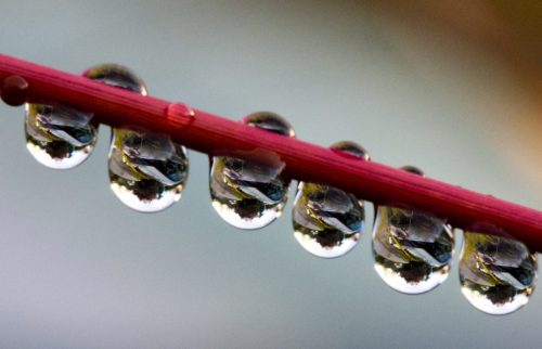 Raindrops Macro