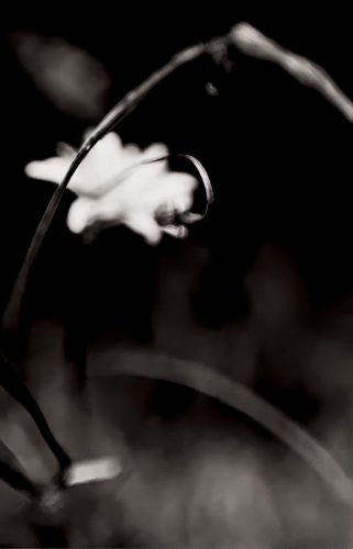 Wildflower B&W