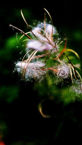 Wildflowers gone to seed