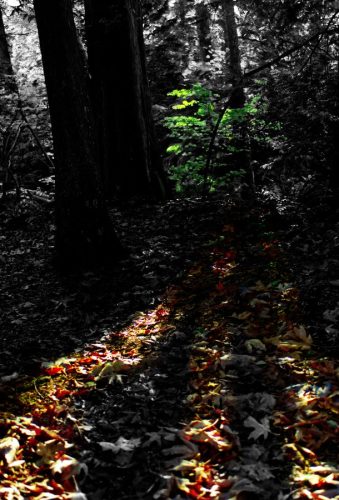 Sunbeams through the trees
