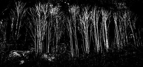 Winter Forest in B&W