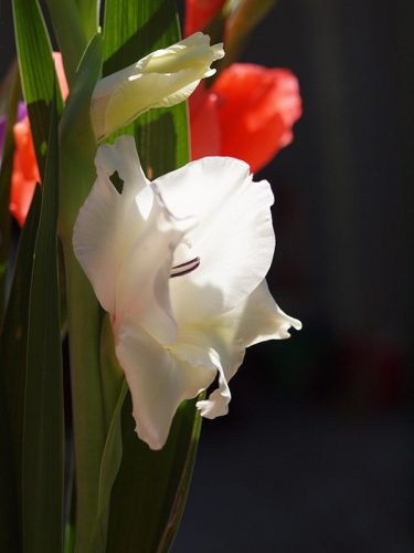 Closeup Gladioli