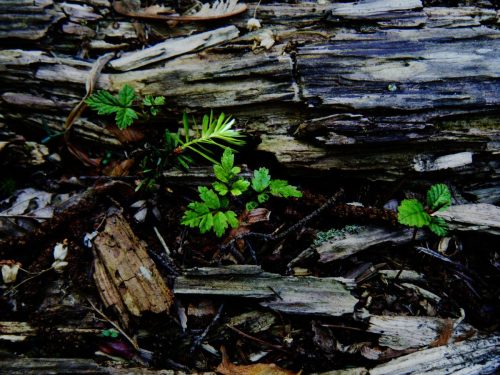 Rotting Log
