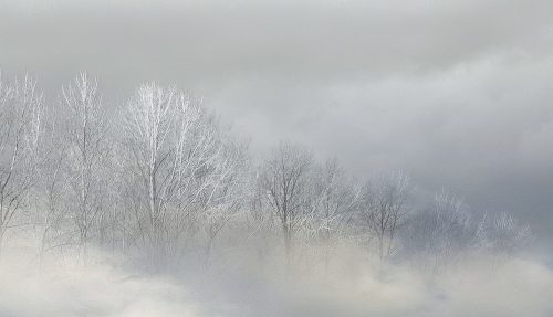 Winter Forest Fog