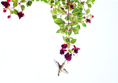 Hummingbird & Fuschias