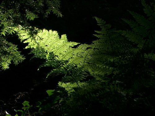 Forest Ferns