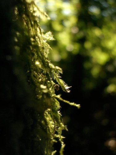 Tree Moss 