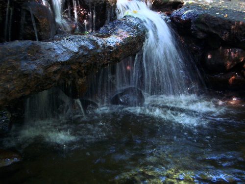 Forest Stream