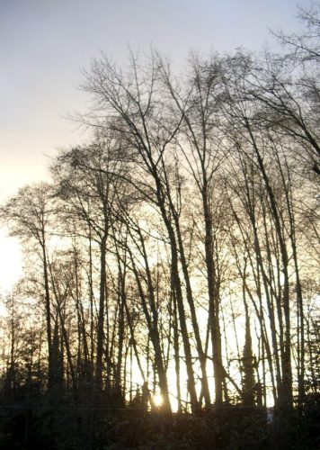 Winter Forest Monochrome