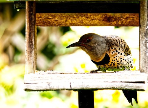 Woodpecker