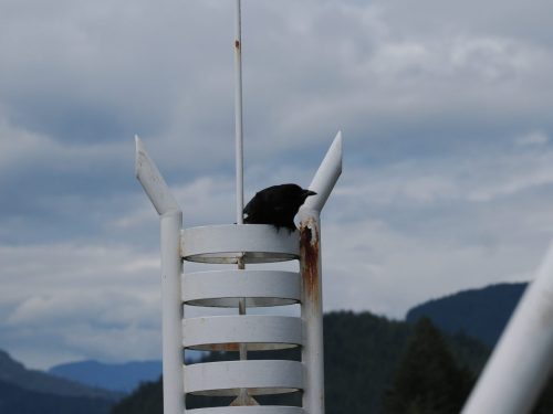 Crow