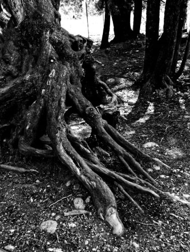 Roots in B&W