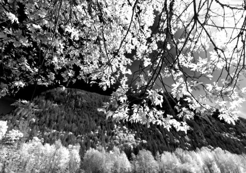 Landscape Tree