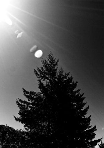 Tree in the Sun