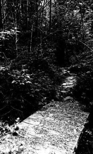 Forest Path