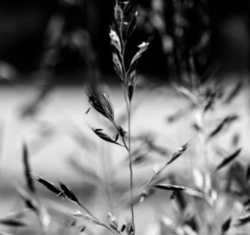 Grass Seeds
