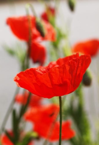 Poppies