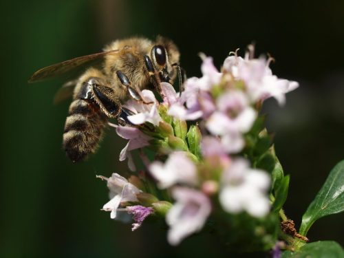 Bumblebee in Profile