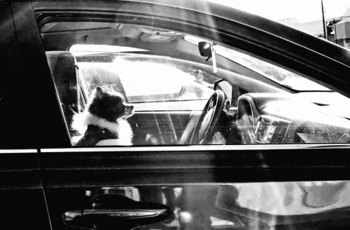 Dogs in Cars