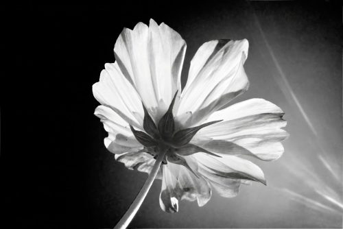 Backlit Cosmos in B&W