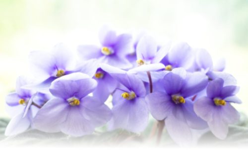 Violets from Heavan
