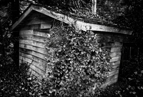 Backyard Scack