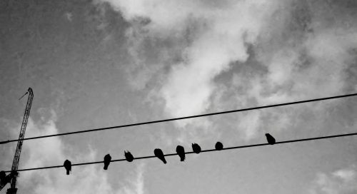 Birds on a Wire