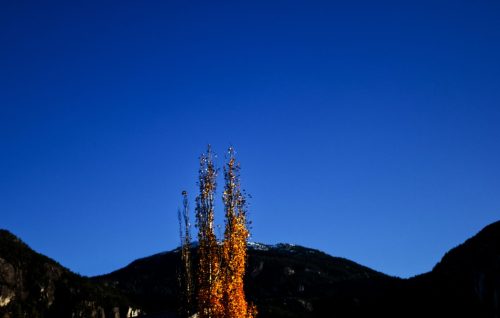 Evening Tree