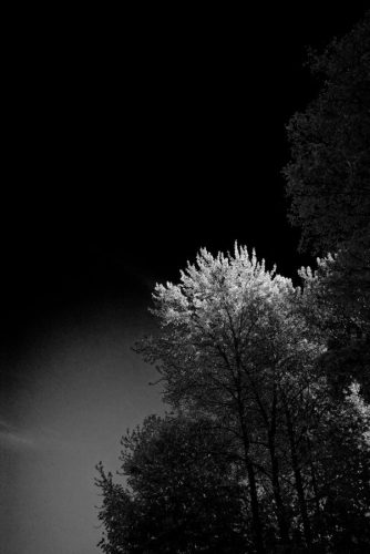 Sky Tree in B&W