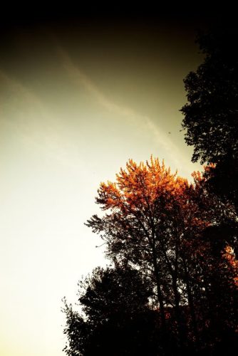 Autumn Sky Tree