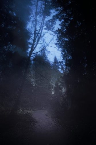 Mystical Forest Paths