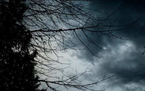 Branches Silhouette