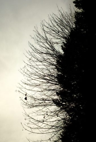 Tree after the Fall