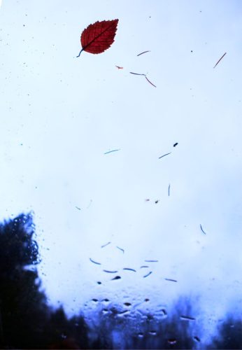 Leaf Debris on a Glass Canopy