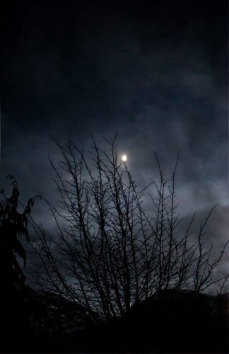 Forest Moon